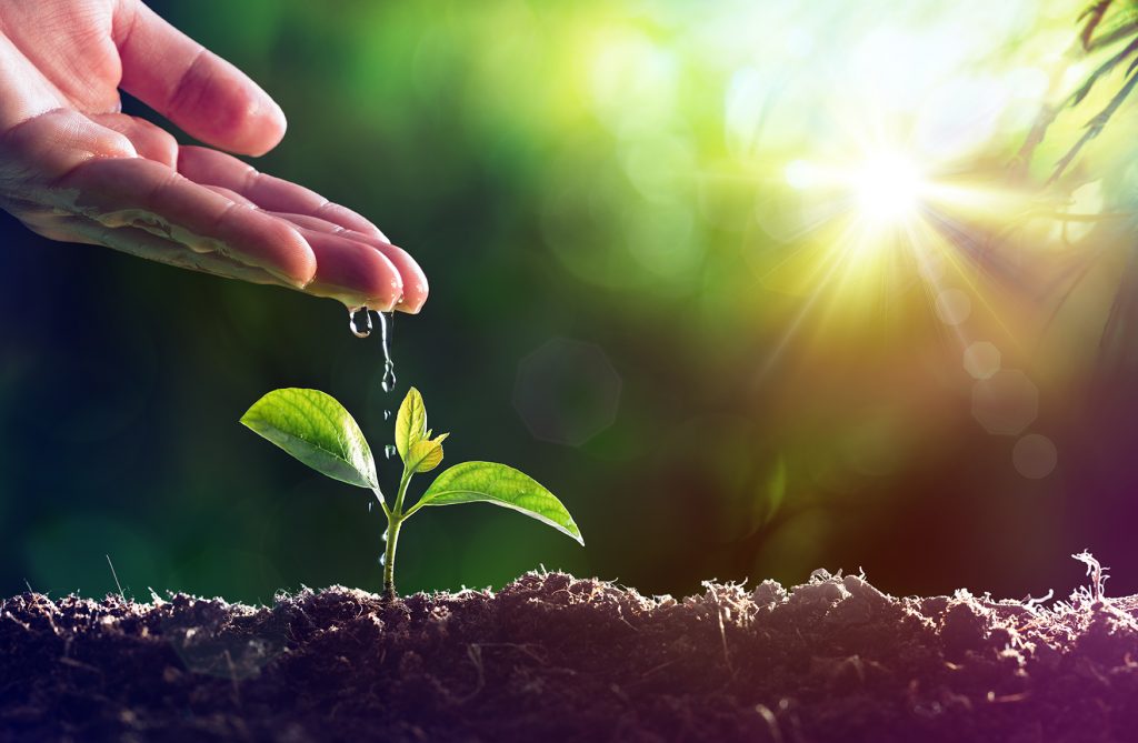 hand giving water to plant in ground